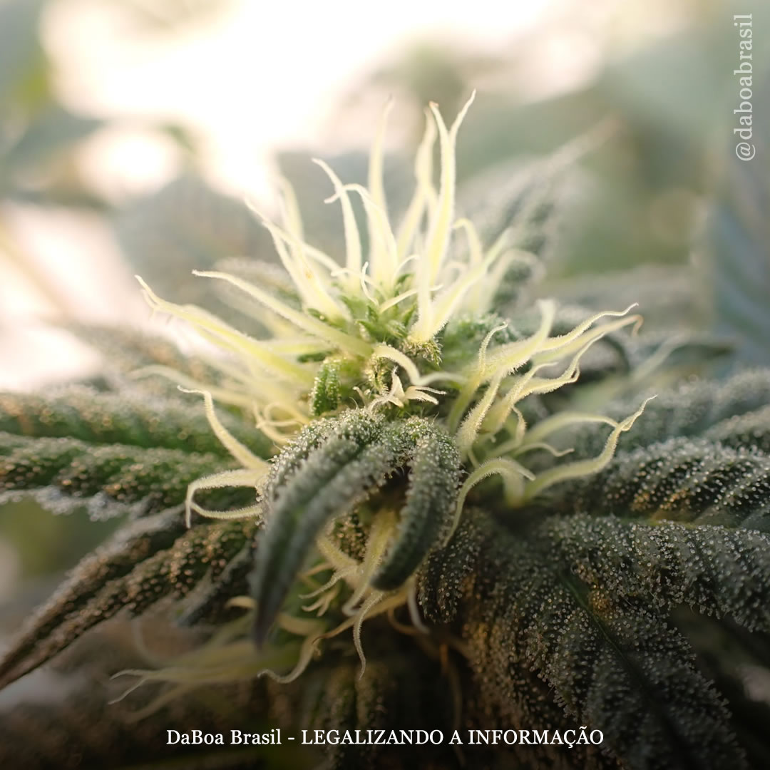 Dicas de cultivo: a importância dos pistilos da maconha