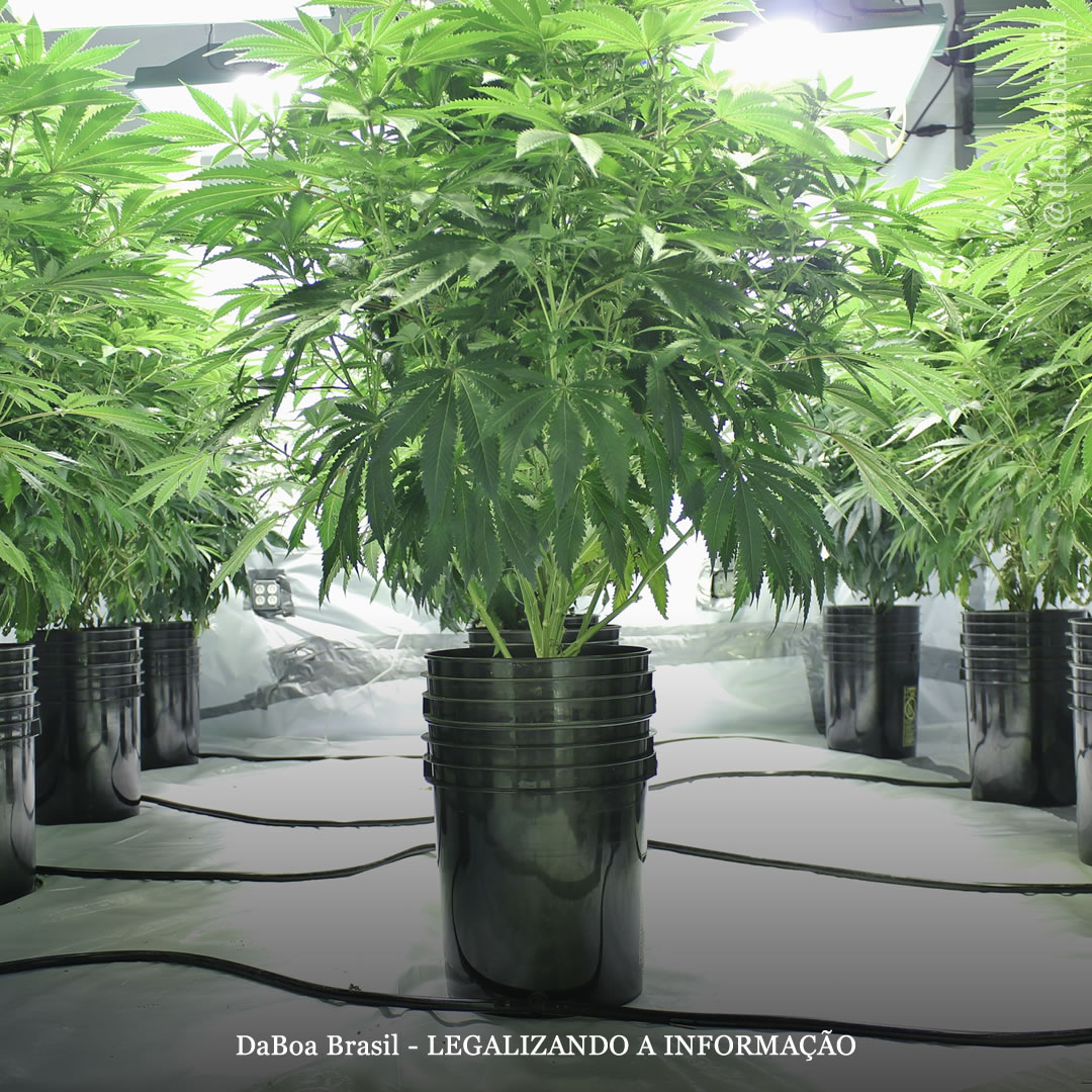 Dicas de cultivo: conceitos básicos do cultivo hidropônico