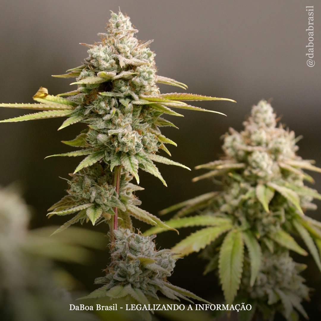 Dicas de cultivo: tudo sobre a maturação dos buds da maconha