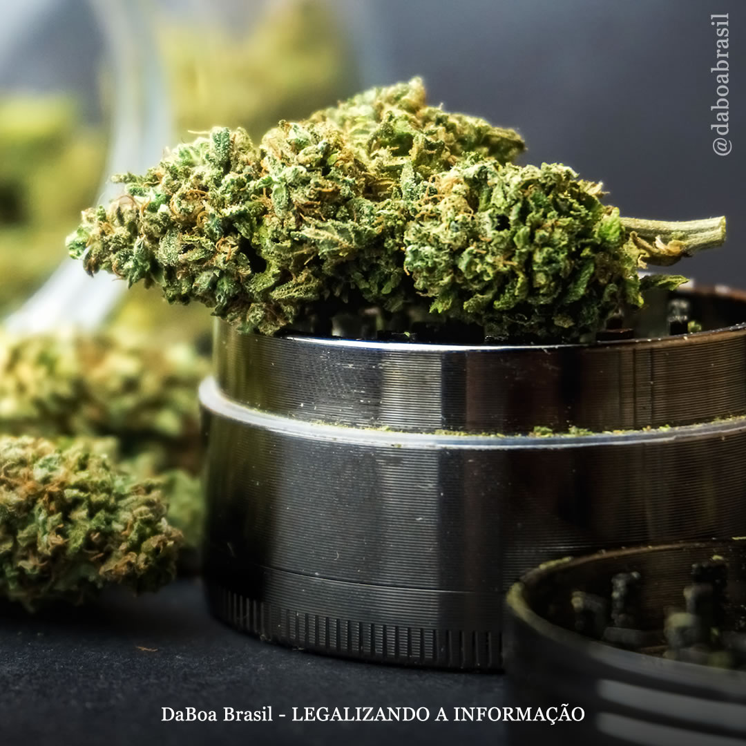 EUA: Illinois vendeu um valor recorde de US $ 1,5 bilhão em maconha para uso adulto em 2022