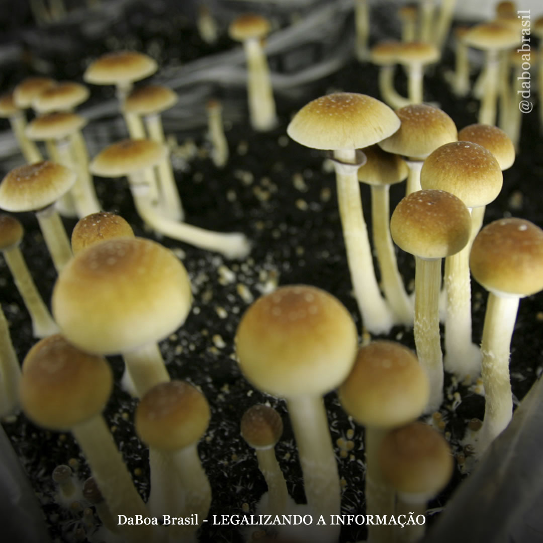 EUA: descriminalização de psicodélicos no Colorado entra em vigor