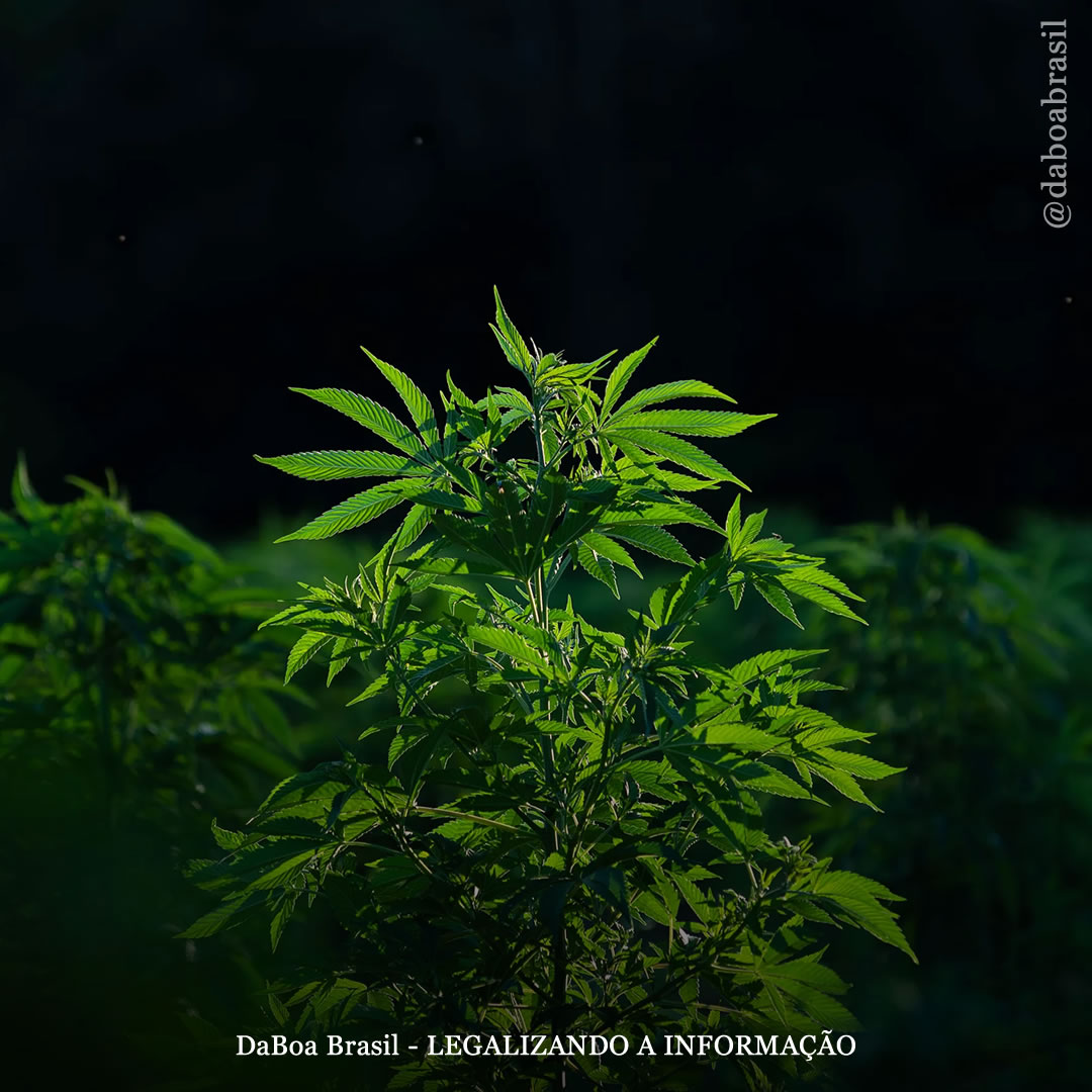 Legalização do uso adulto da maconha aumenta oportunidades de emprego no setor agrícola, diz estudo