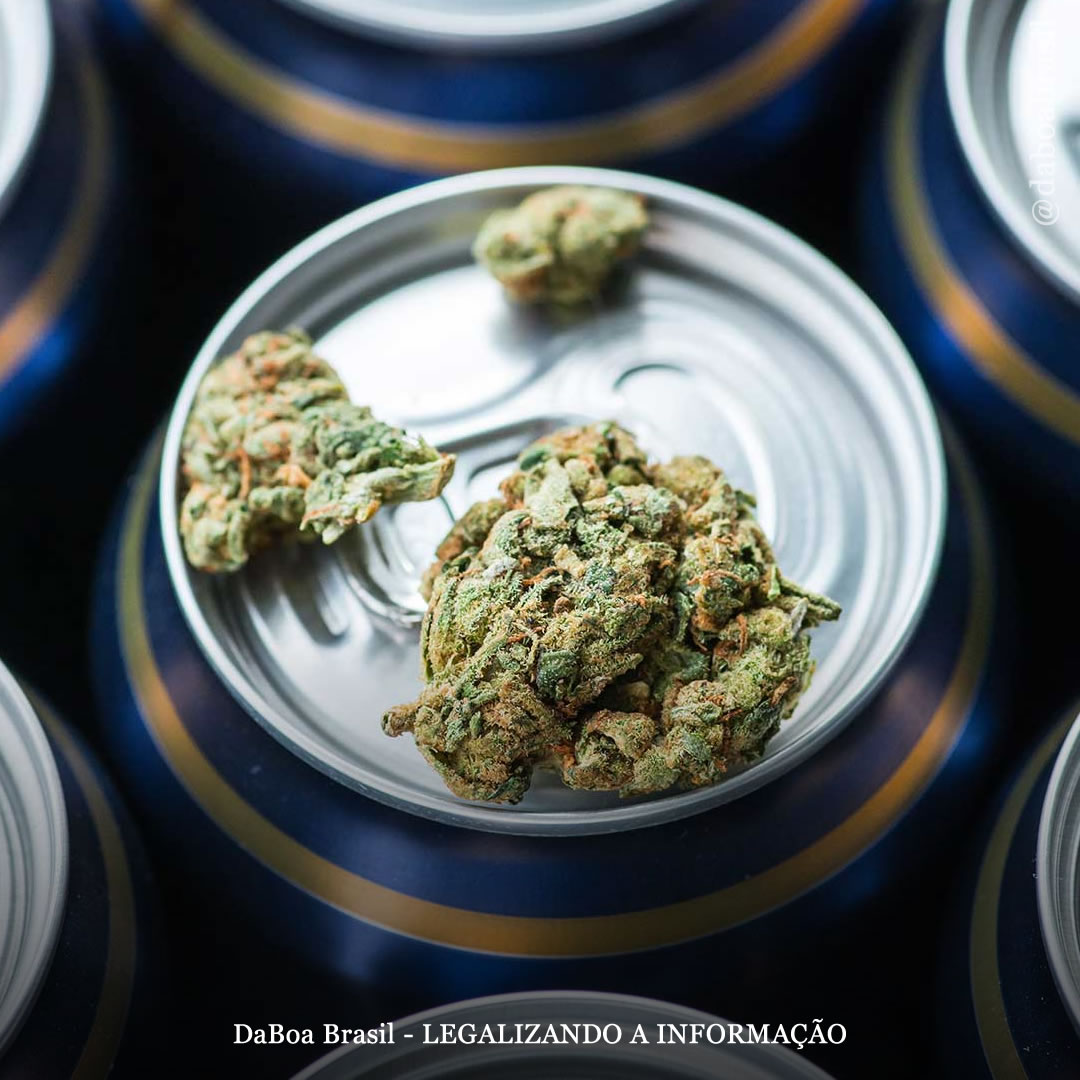 Pessoas que vivem em lugares com maconha legal têm taxas mais baixas de transtorno por uso de álcool, revela estudo com gêmeos