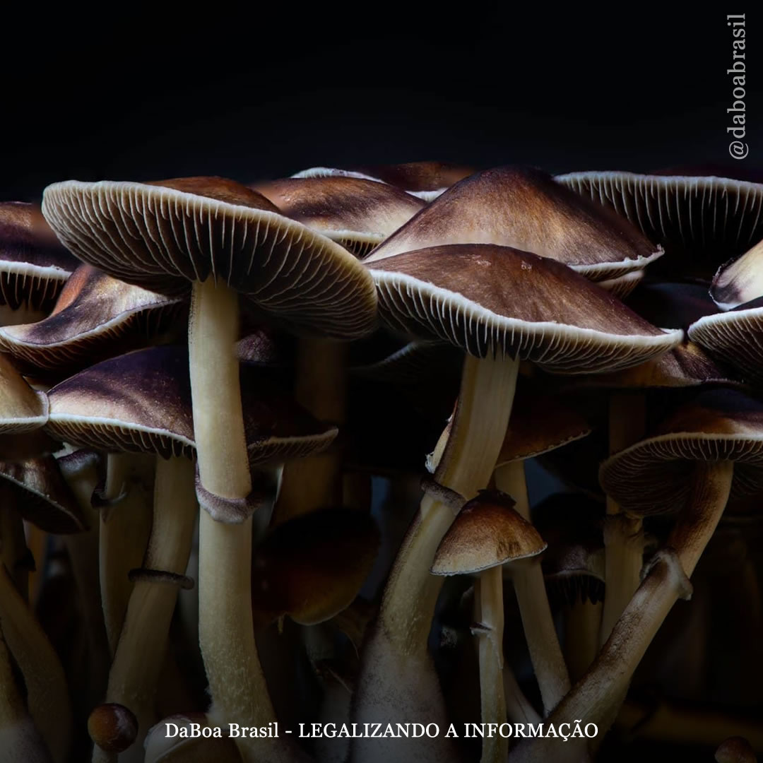 Riscos de suicídio são menores para jovens usuários de psilocibina, mas maiores para usuários de LSD, diz estudo