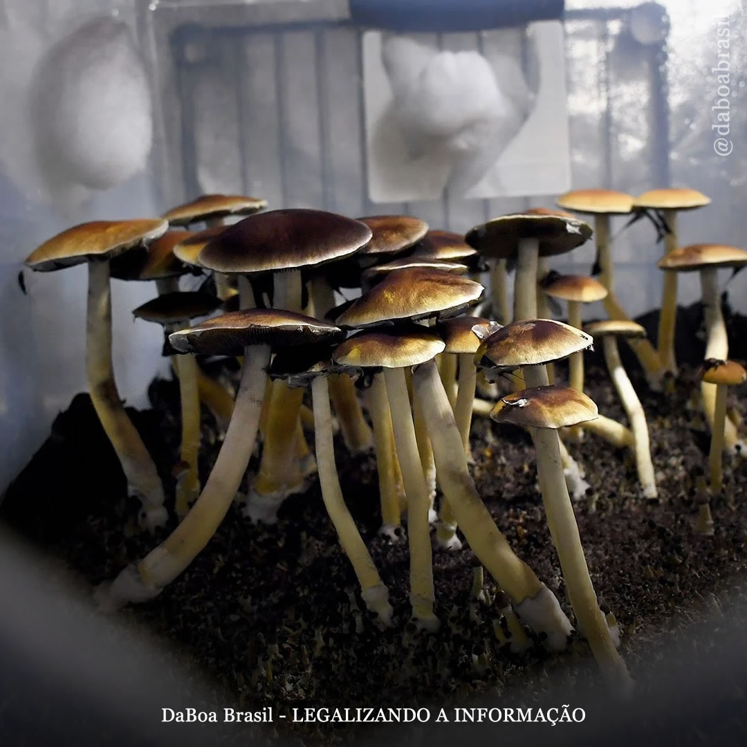 Universidade na Califórnia está treinando pessoas sobre como orientar a terapia psicodélica