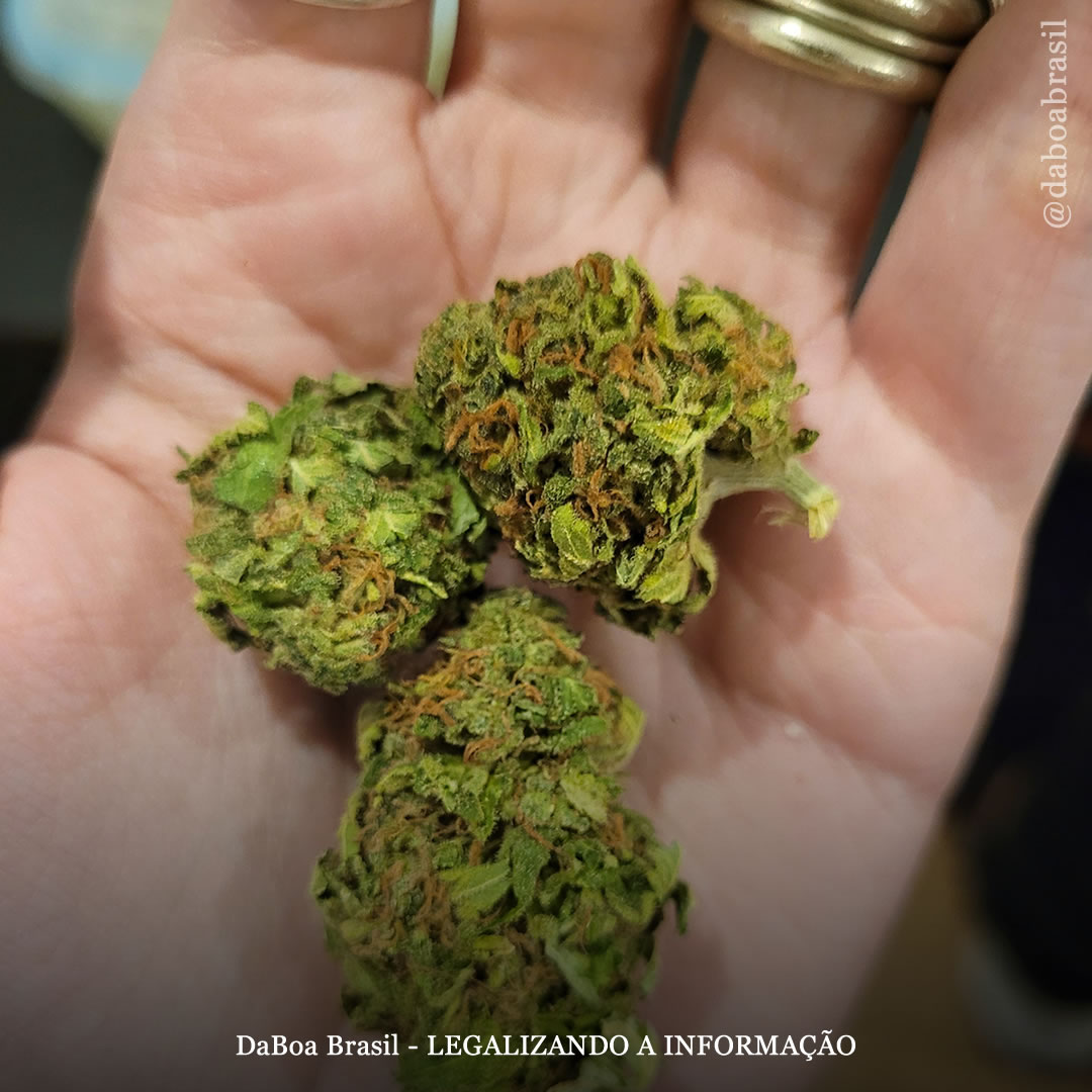 Uruguai bate recorde de vendas de maconha ao lançar uma nova variedade mais potente