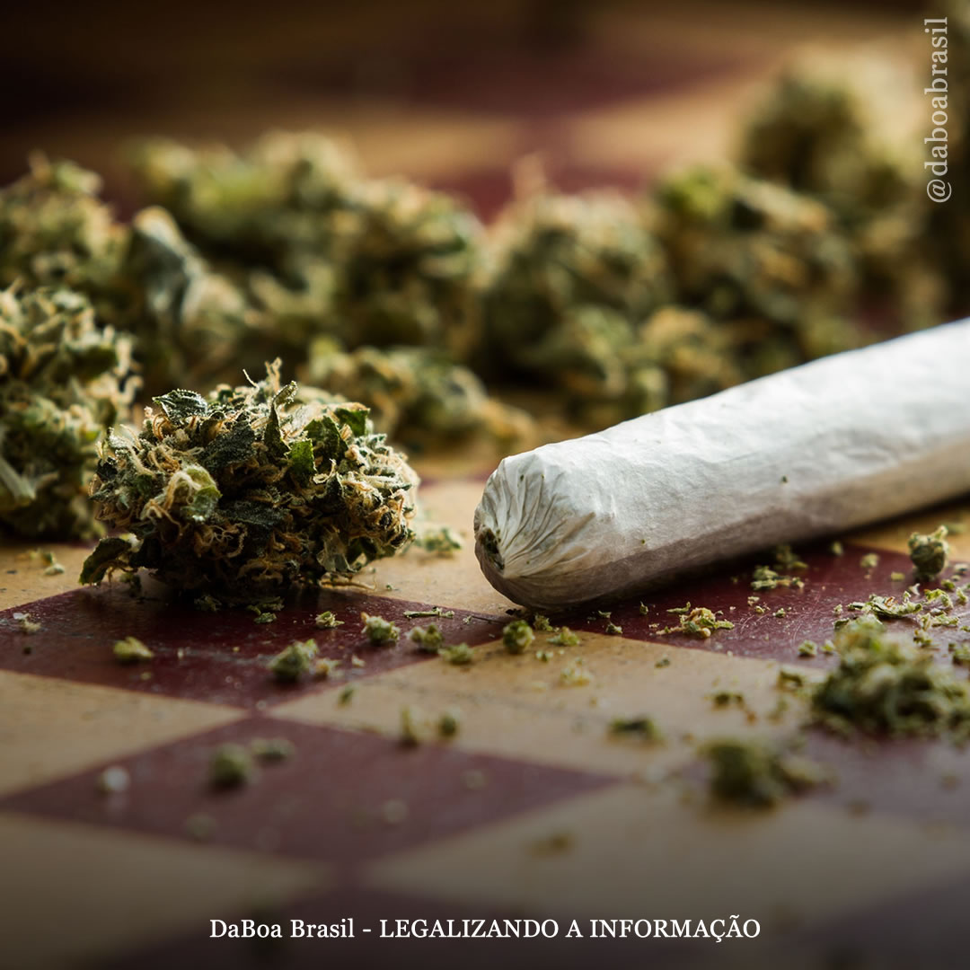 Uso de maconha não prejudica a saúde pública, diz estudo