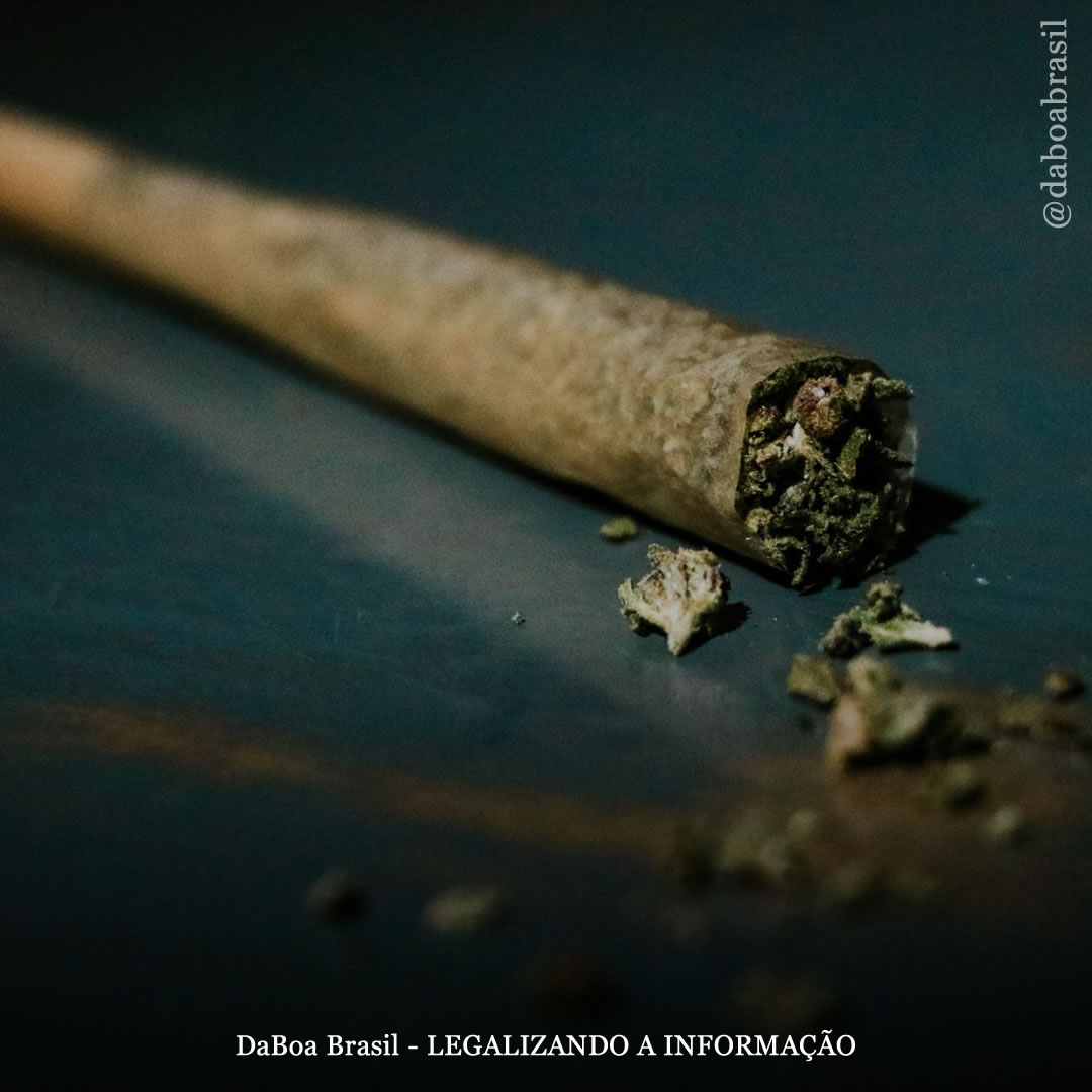 A maconha não está associada aos efeitos de “ressaca”, levantando questões sobre políticas de direção e emprego, diz estudo