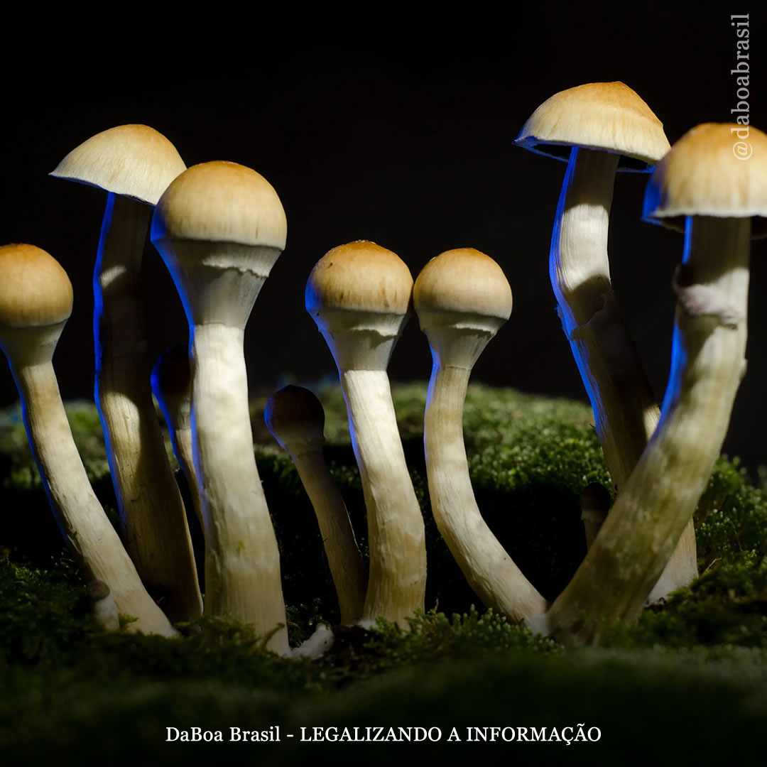 Austrália aprova o uso terapêutico de MDMA e psilocibina