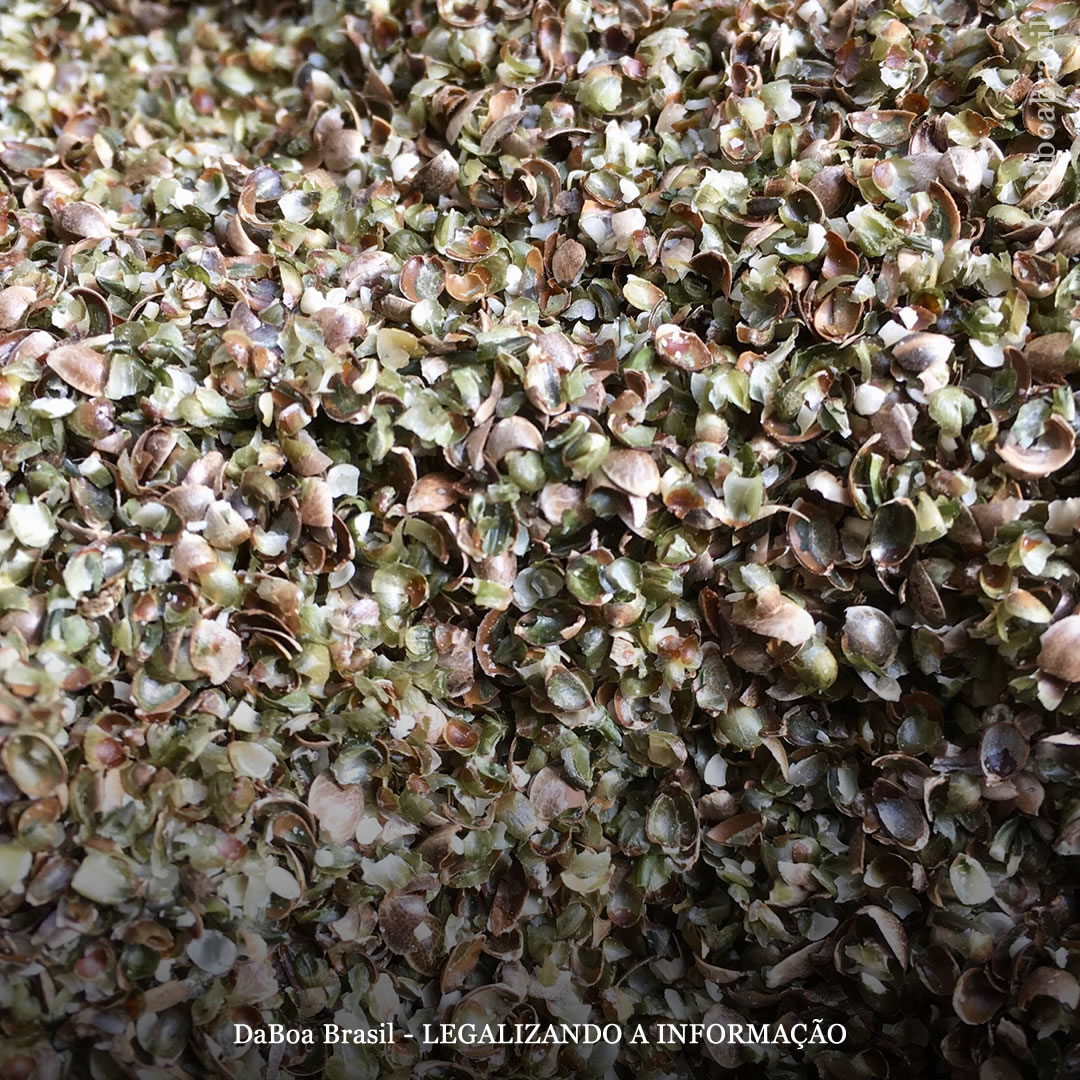 Cascas de sementes de cannabis contêm compostos bioativos que auxiliam na saúde intestinal, segundo dados