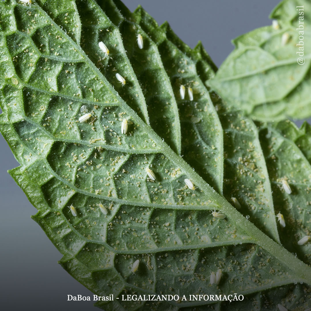 Dicas de cultivo: como controlar e prevenir a mosca branca no cultivo de maconha