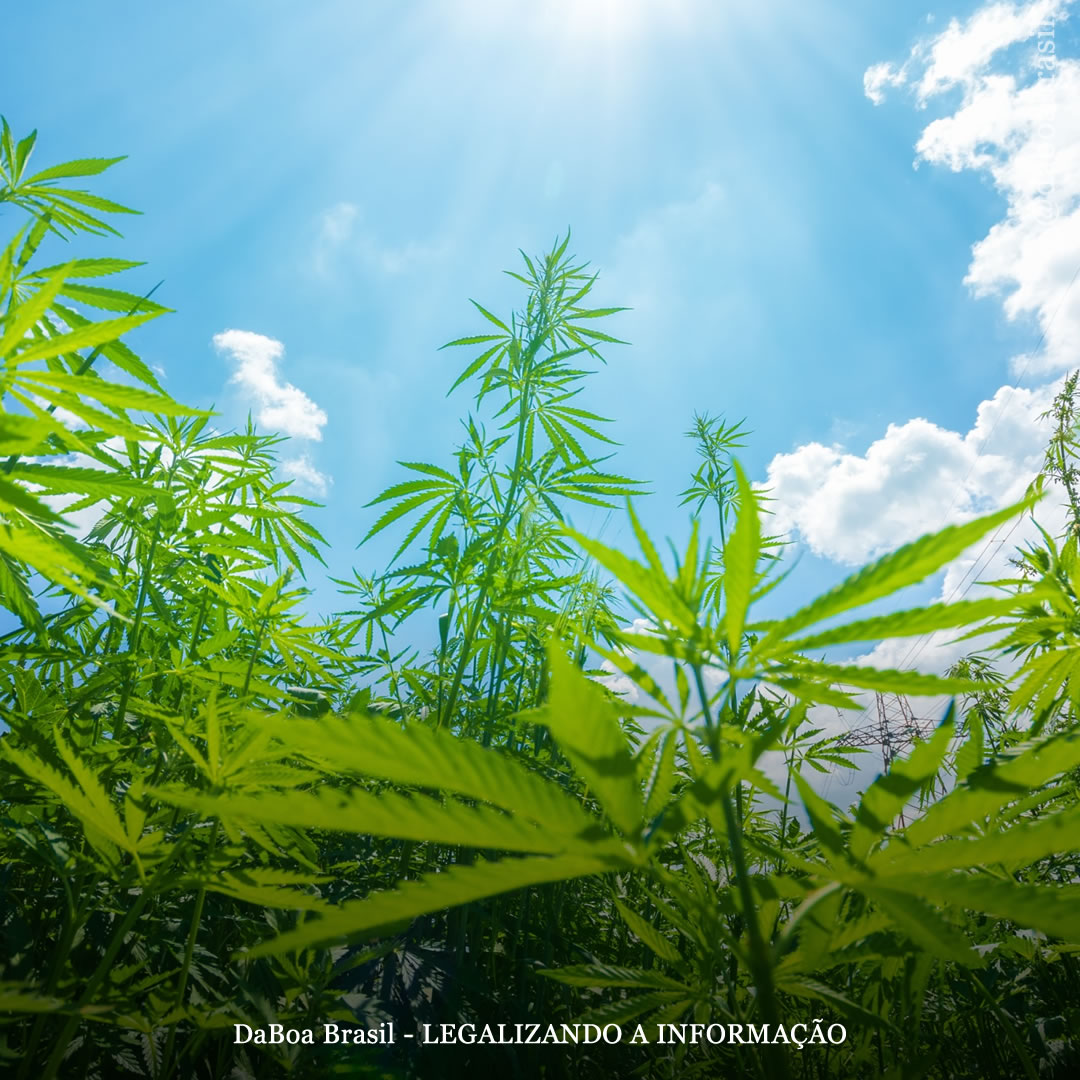 Dicas de cultivo: como controlar e prevenir o estiolamento em plantas de maconha