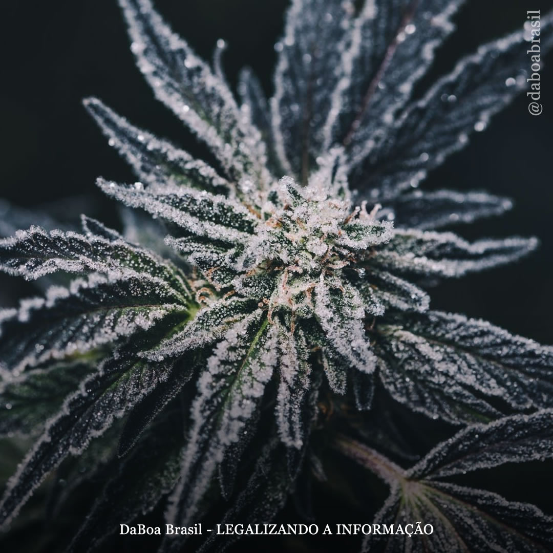 Dicas de cultivo: o que são e como usar as folhas de açúcar da maconha?