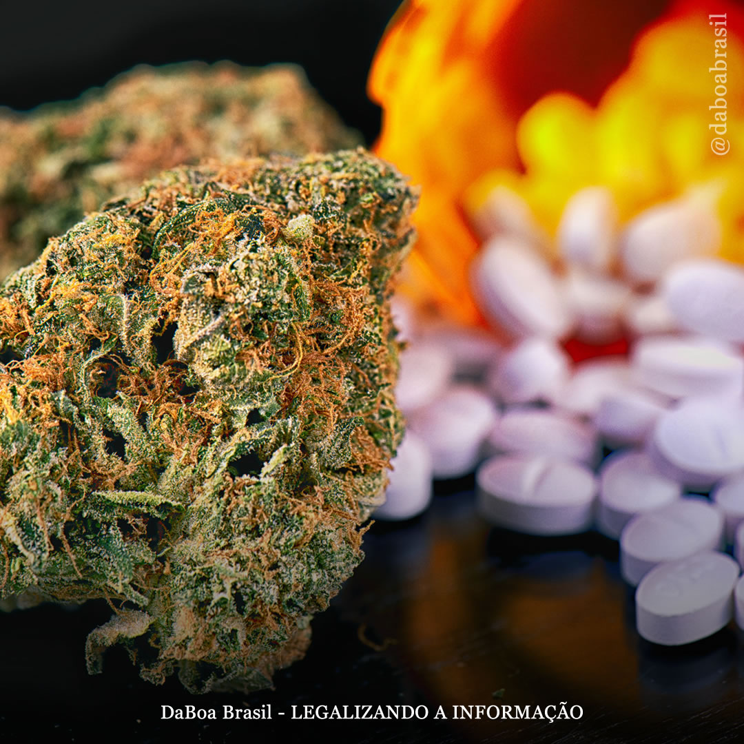 Uso de maconha em longo prazo vinculado a dosagens reduzidas de opioides, mostra estudo