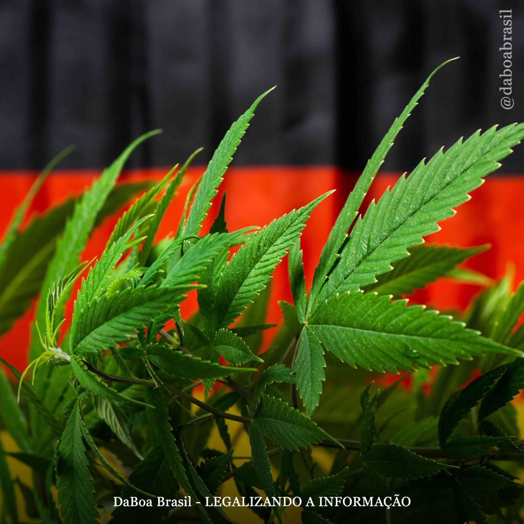 Alemanha envia lei de uso adulto da maconha para a União Europeia e confia em sua aprovação