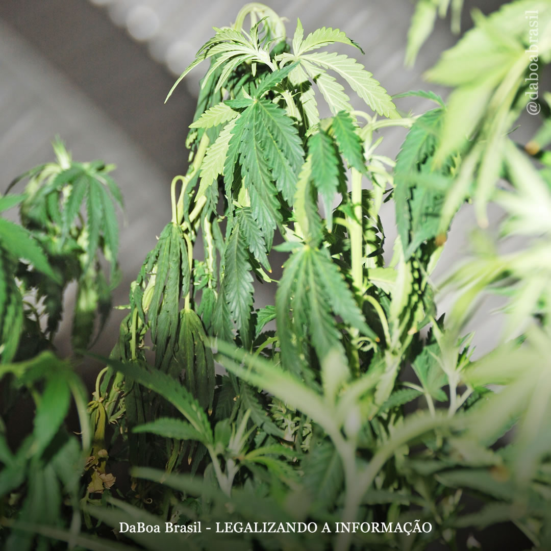 Dicas de cultivo: Fusarium, um dos fungos mais temidos no cultivo de maconha