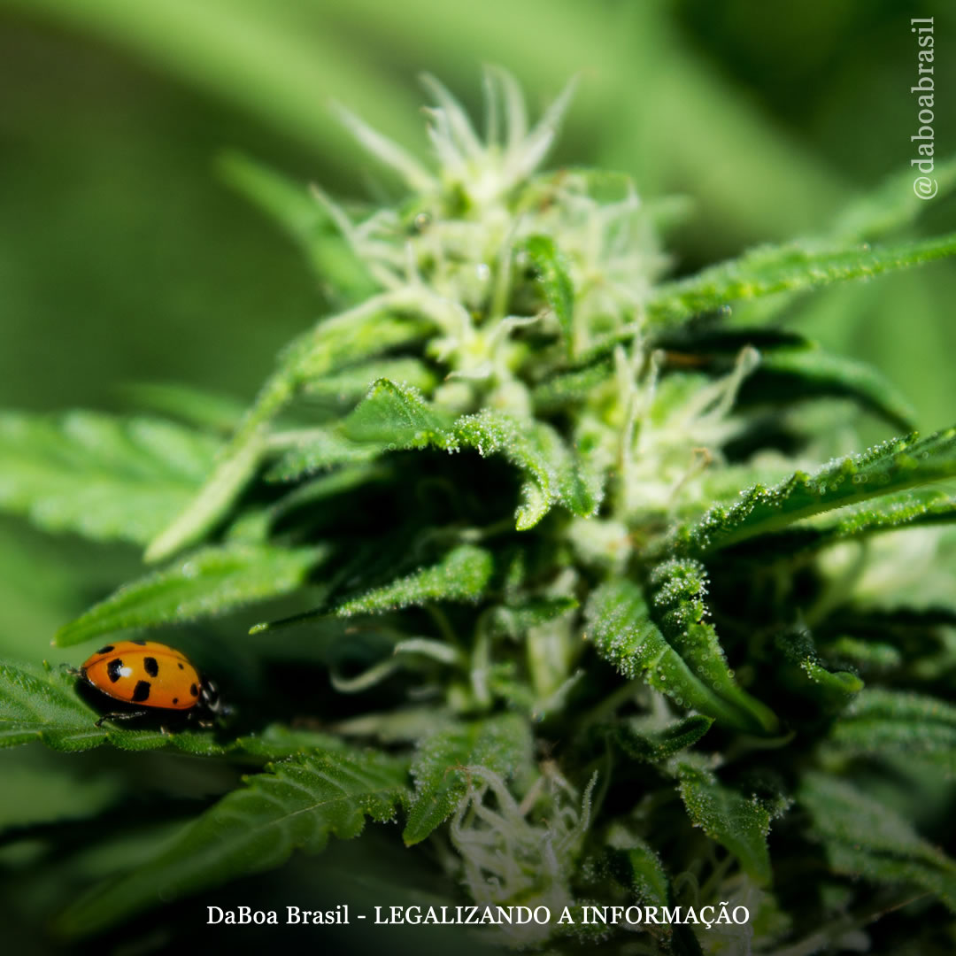 Dicas de cultivo: elimine pragas de suas plantas de maconha implementando o controle biológico