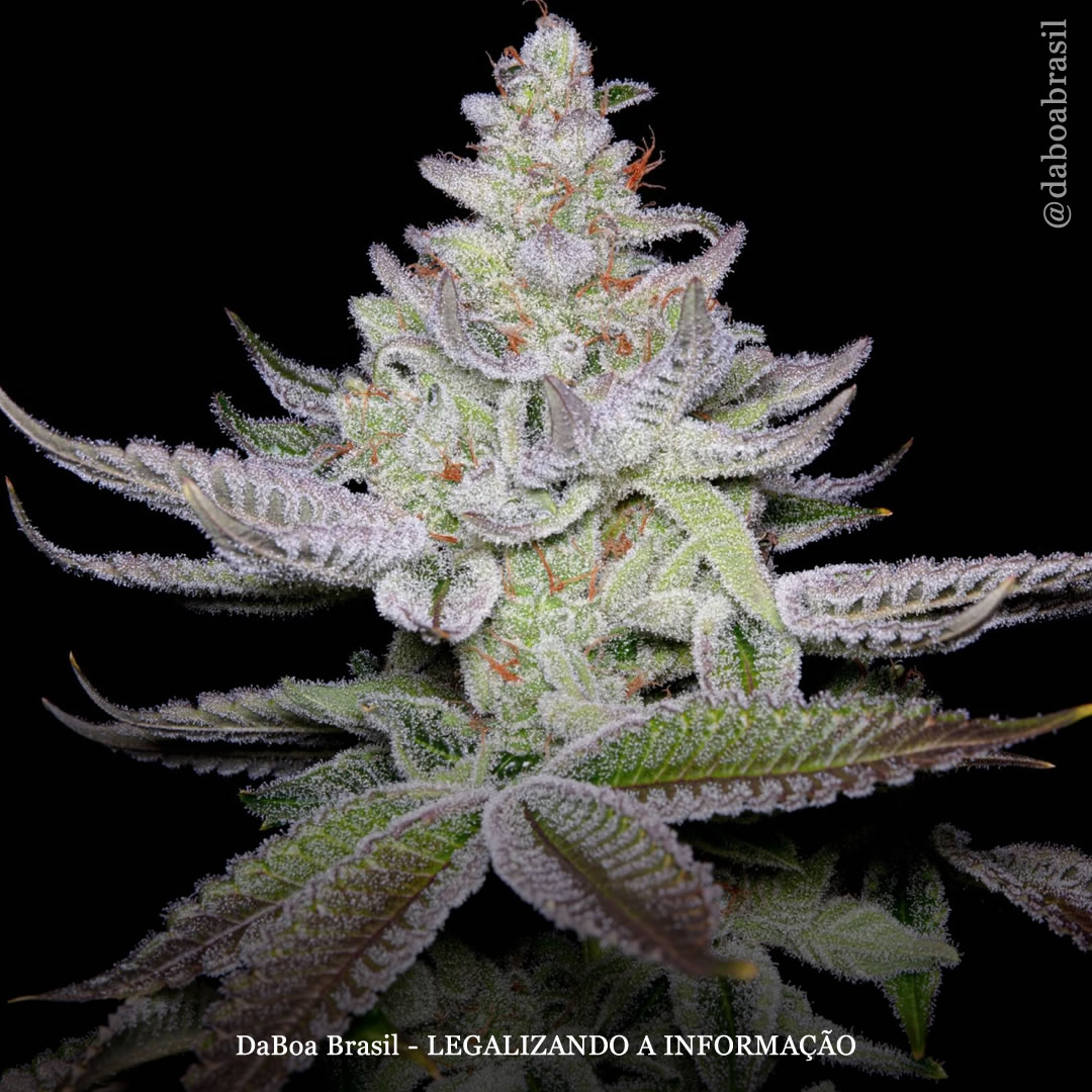 Dicas de cultivo: motivos para cultivar sementes de maconha híbrida F1