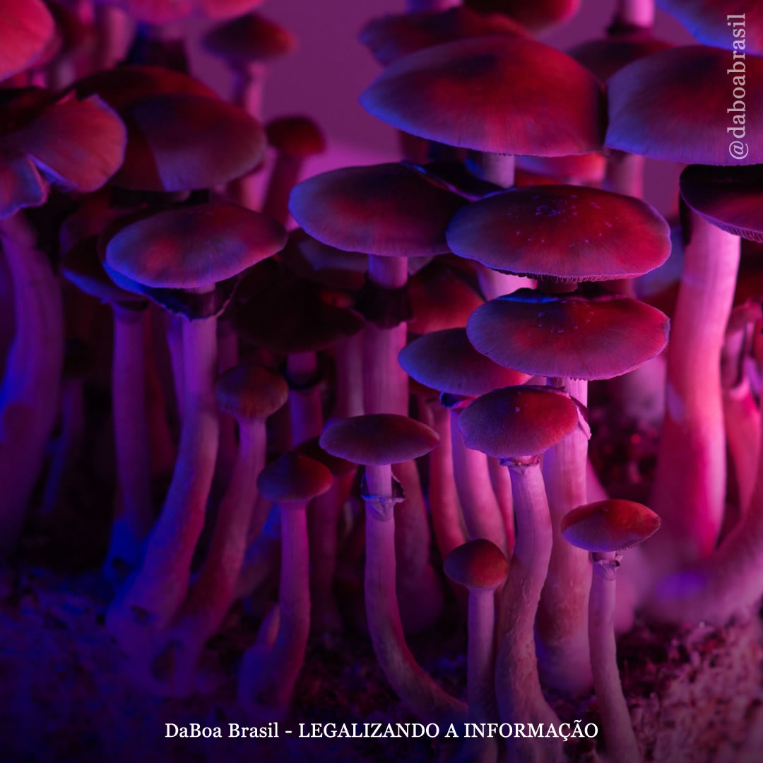 EUA: Legisladores de Nevada apresentam projeto de lei para legalizar psilocibina e MDMA para uso adulto e pesquisa