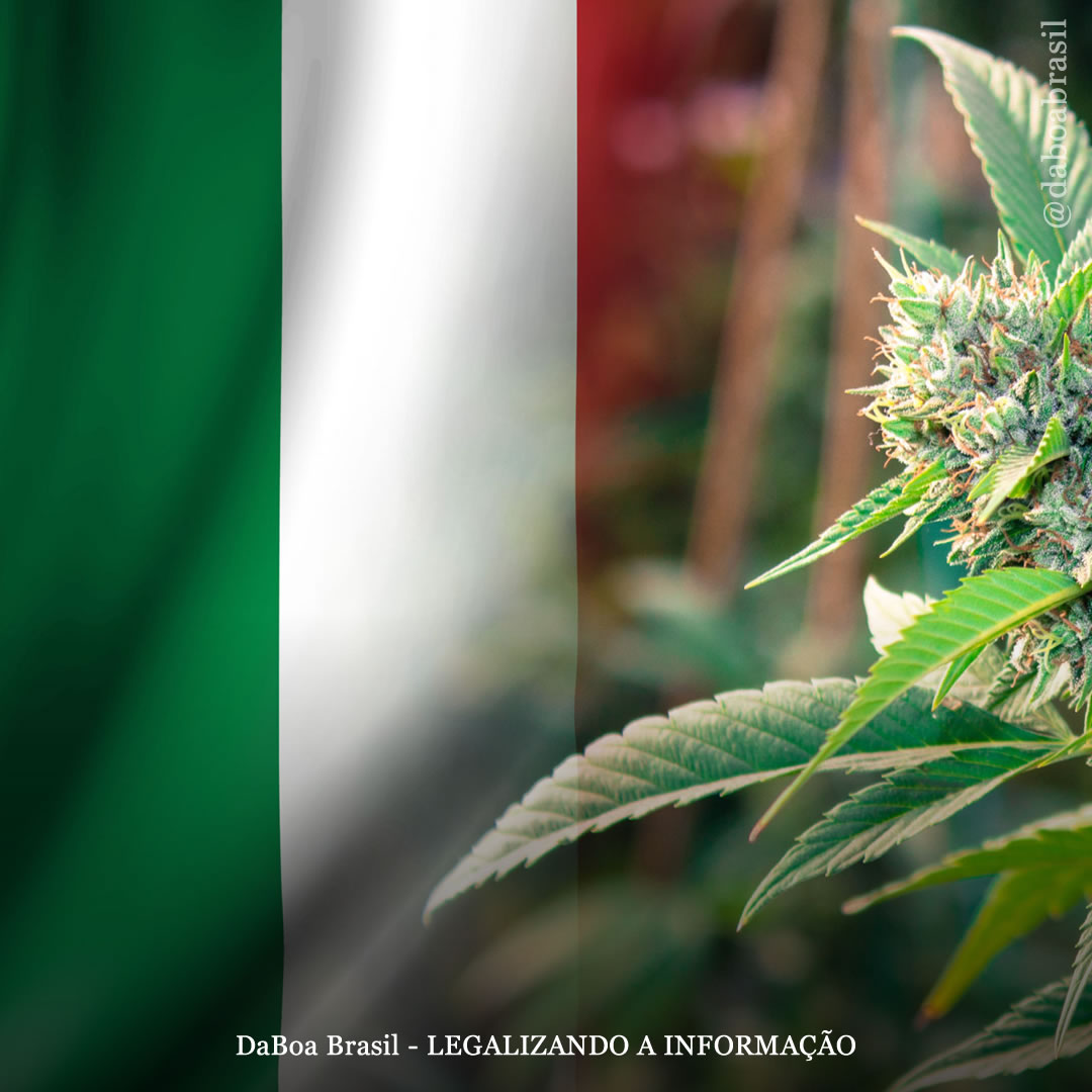 Itália: Supremo Tribunal decide que autocultivo de maconha não é crime