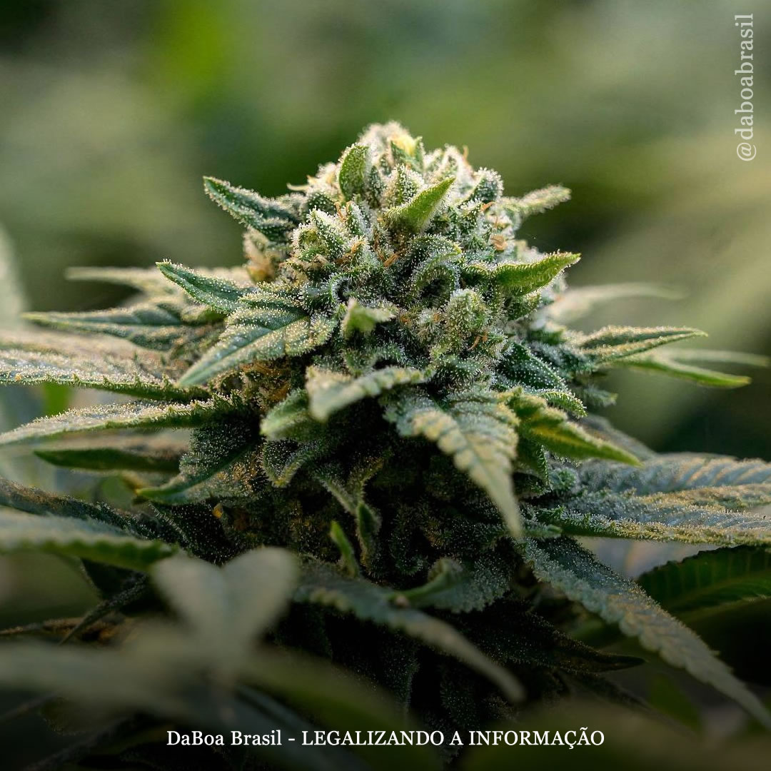 New Hampshire pode se tornar o primeiro estado dos EUA a legalizar a maconha sem impostos ou limites