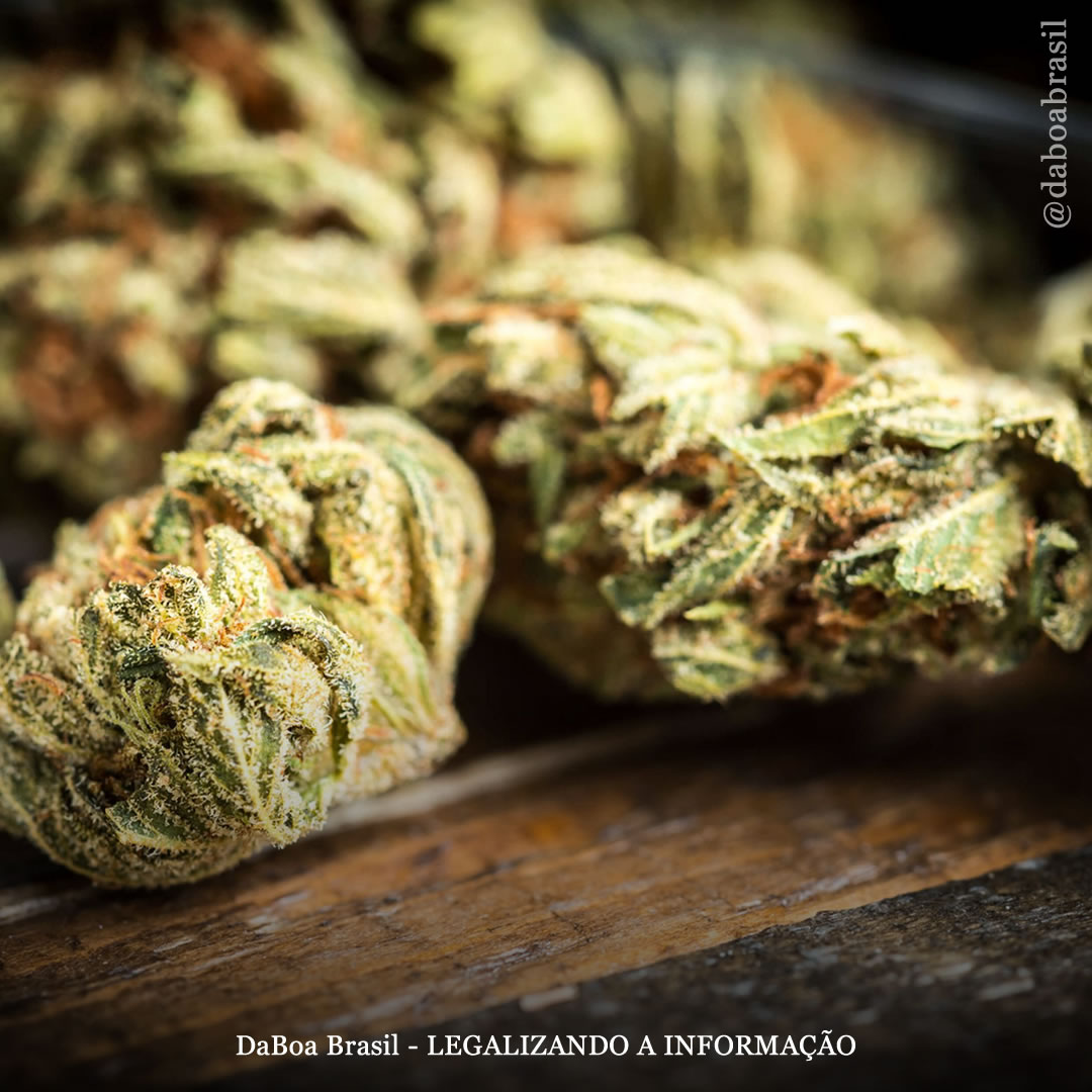 Pessoas com histórico de uso de maconha tiveram internações hospitalares mais curtas após cirurgia nas articulações, diz estudo