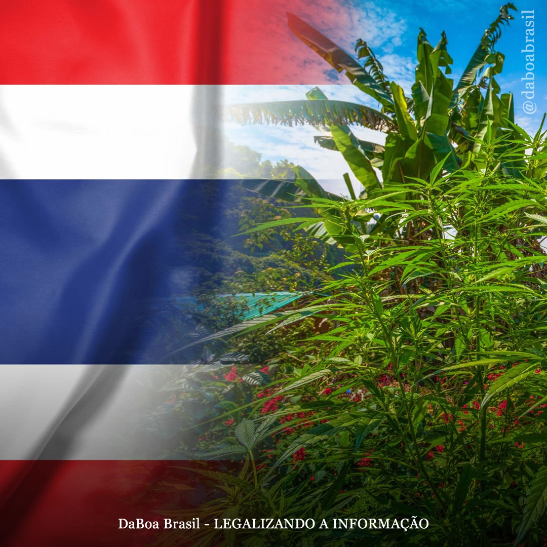 Tailândia: legisladores abandonam planos para reprimir o uso adulto da maconha