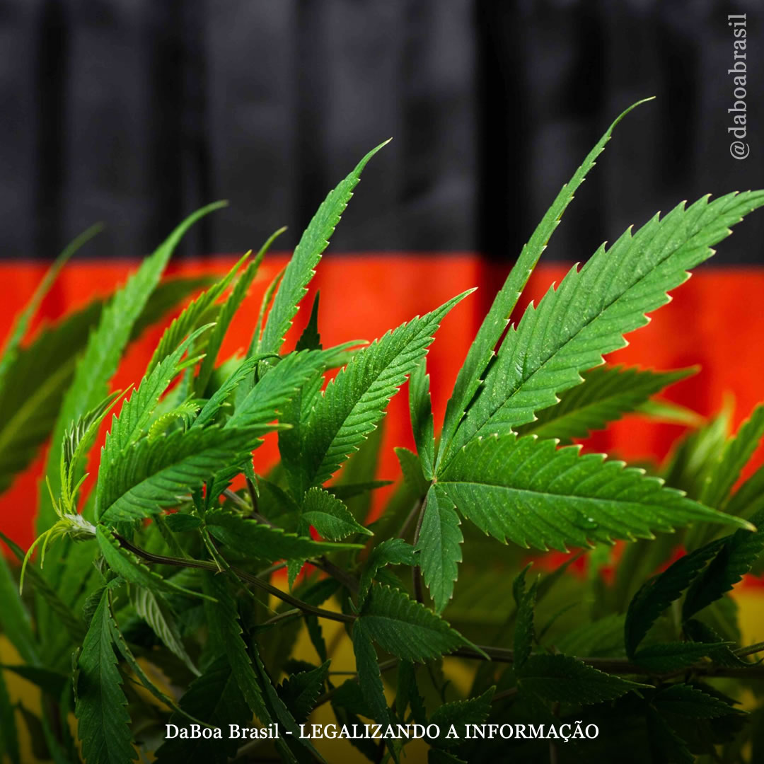 Alemanha: governo afirma que legalização do uso adulto da maconha entrará em vigor em 2024