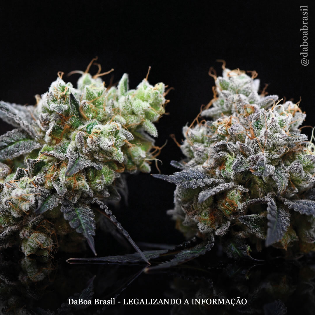 Canadá: a maior parte da maconha no país tem entre 18-24% de THC