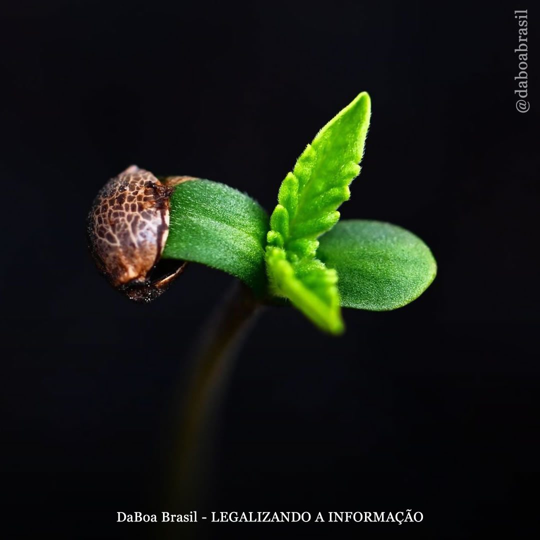 Dicas de cultivo: causas pelas quais sementes ou brotos de maconha morrem