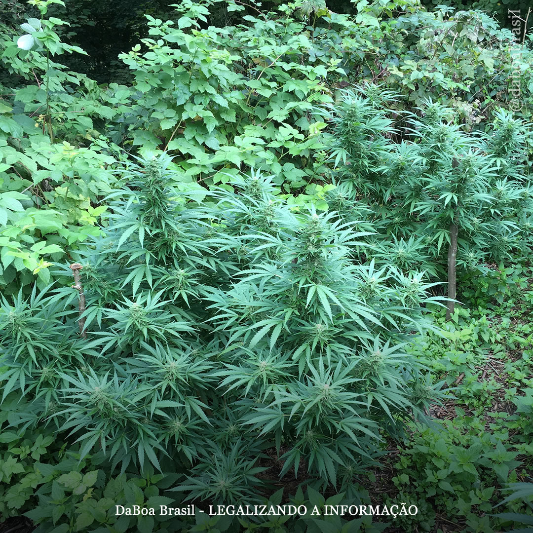 Dicas de cultivo: como esconder suas plantas de maconha no cultivo outdoor