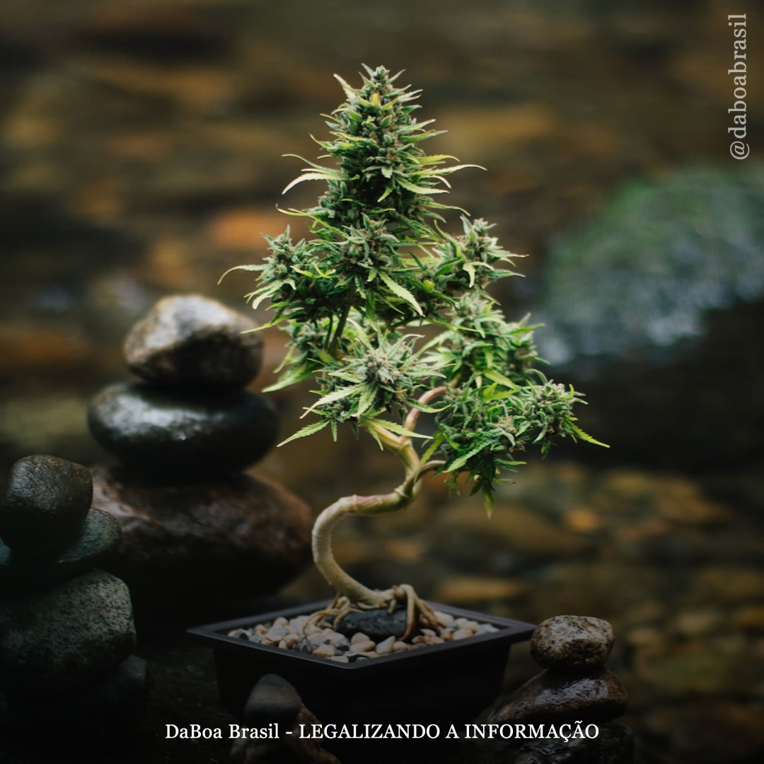 Dicas de cultivo: como fazer um bonsai de maconha em poucos passos