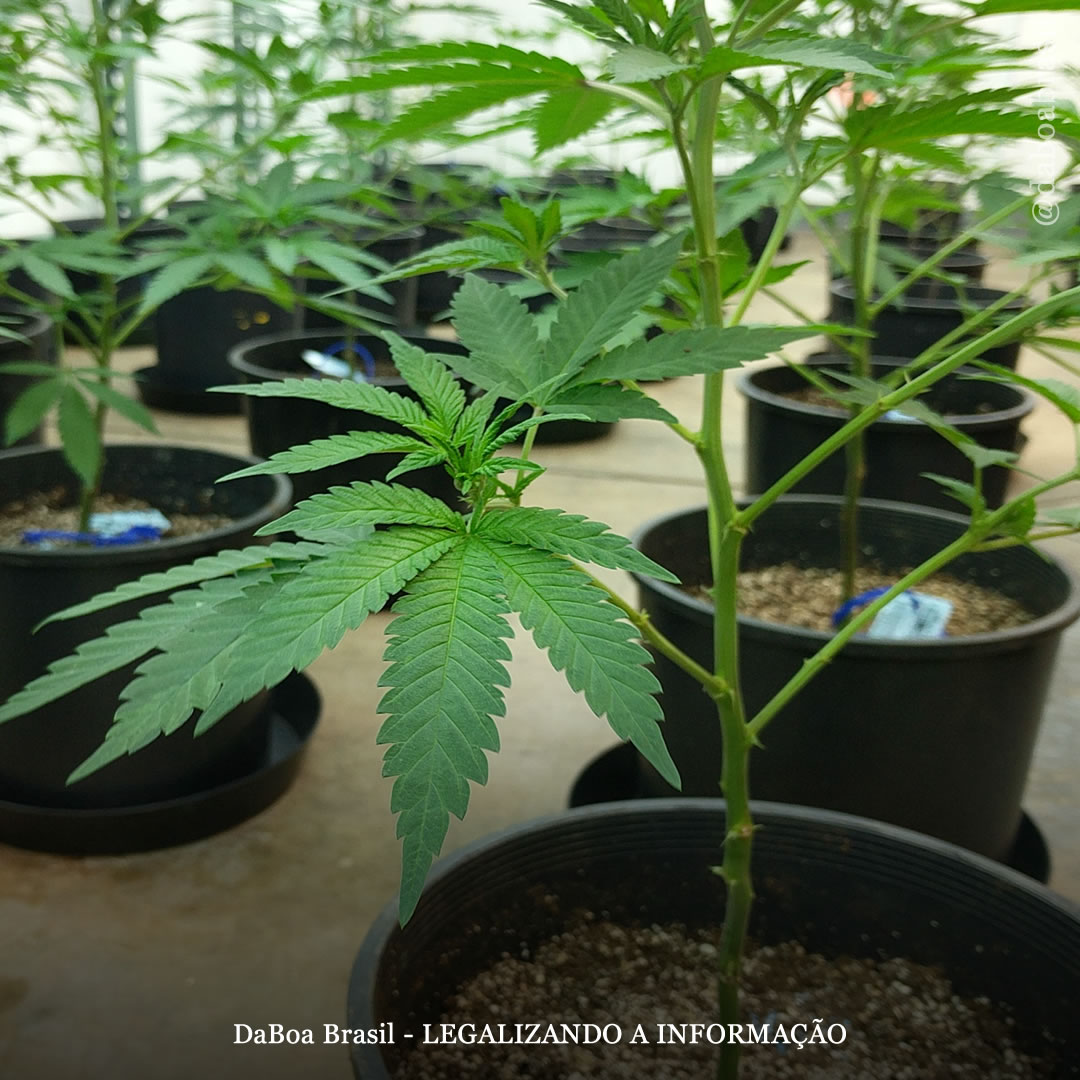 Dicas de cultivo: tipos de vasos e quais são os melhores para o cultivo indoor e outdoor