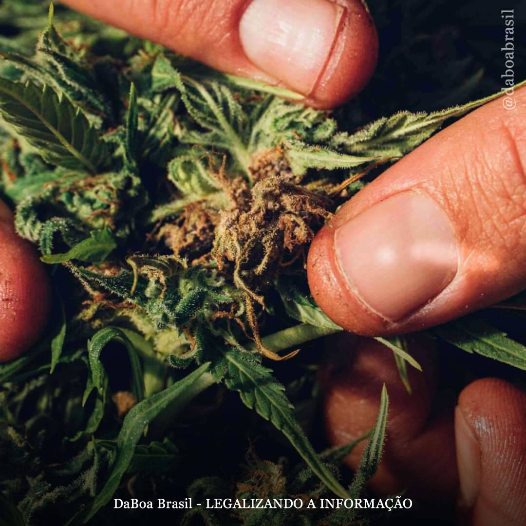 Dicas de cultivo: tudo o que você precisa saber sobre o fungo Botrytis na floração