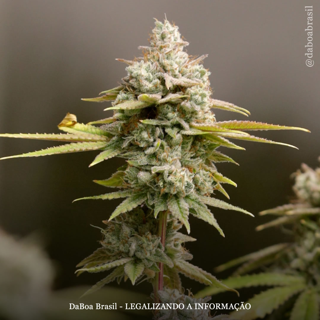 EUA: defensores da equidade da maconha lançam “kit de ferramentas antimonopólio” para moldar as leis de legalização