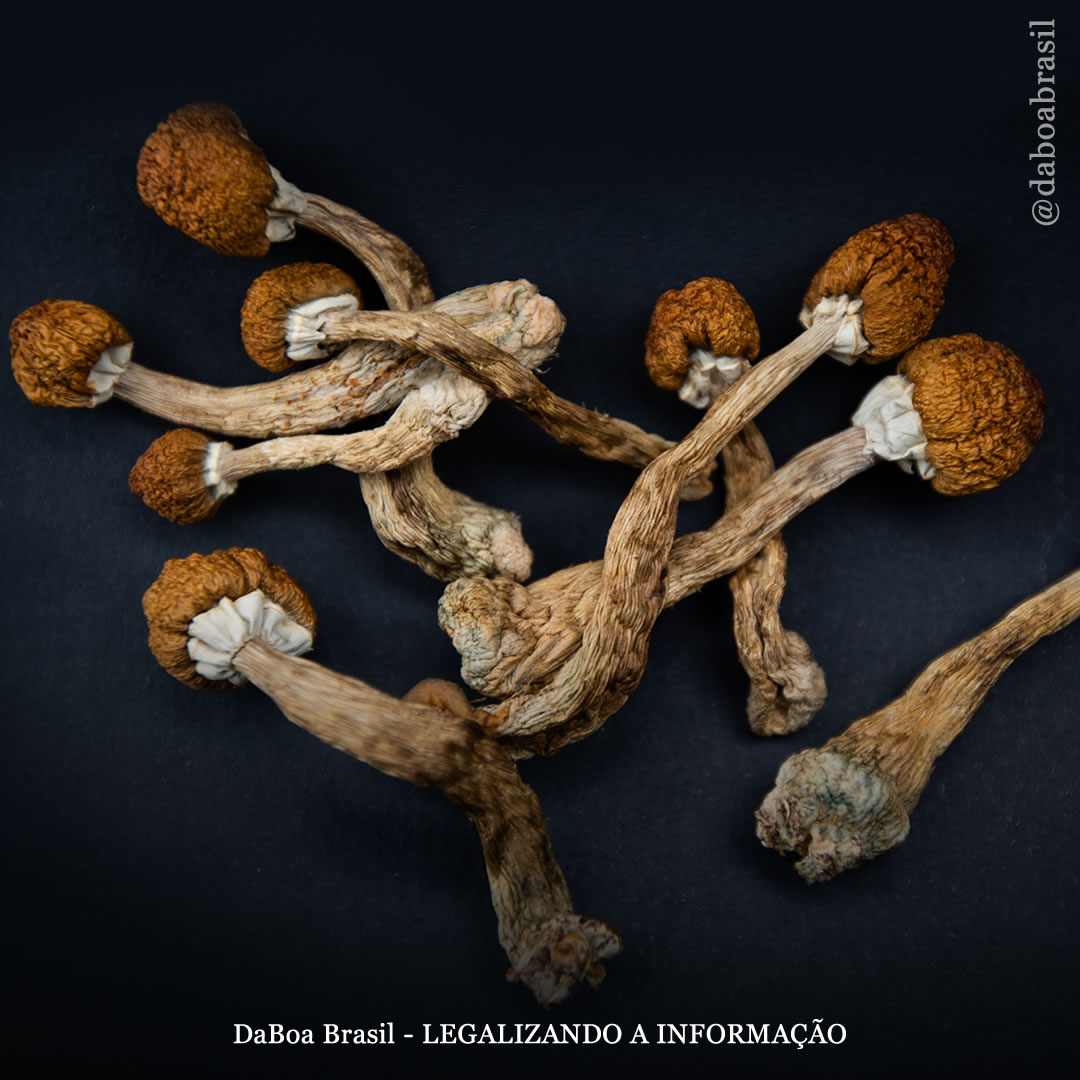 Uruguai: senador propõe legalizar psicodélicos naturais