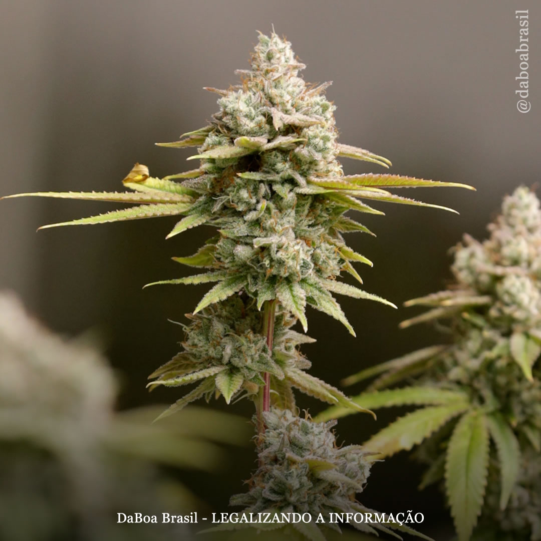 A maconha está associada a melhorias de saúde significativas e sustentáveis, segundo estudo