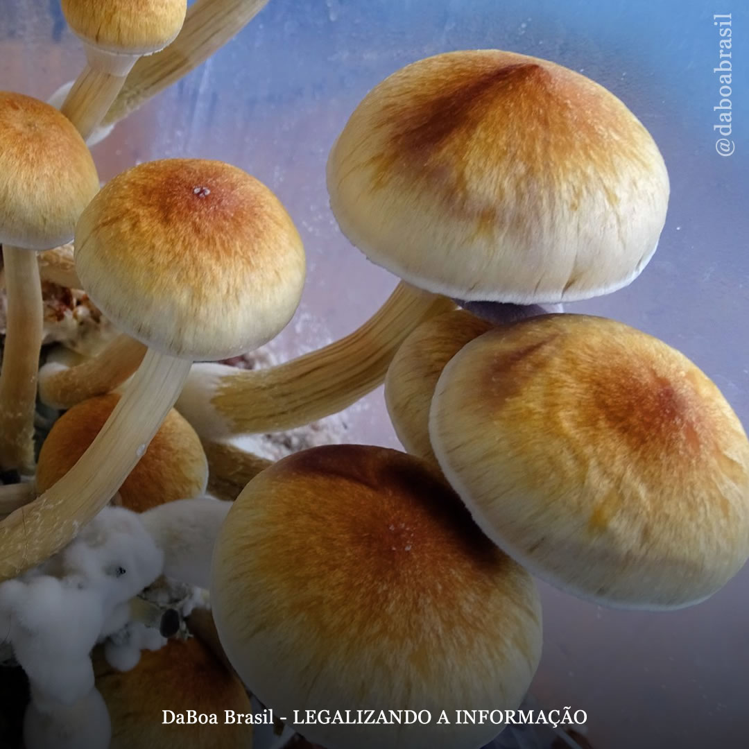 Agência dos EUA anuncia US $ 1,5 milhão em financiamento para pesquisas sobre psicodélicos para tratar o vício em drogas