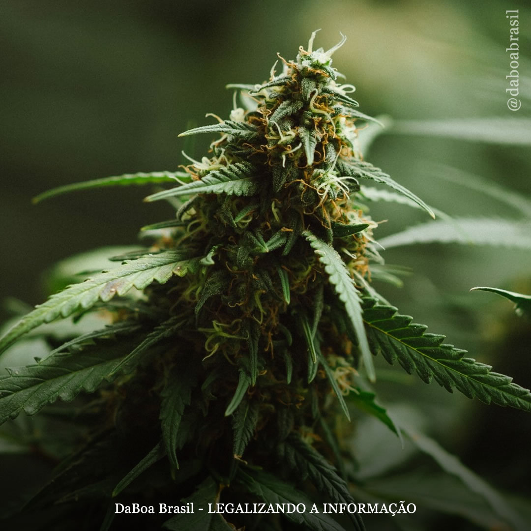 Dicas de cultivo: 10 conselhos essenciais para a fase de floração