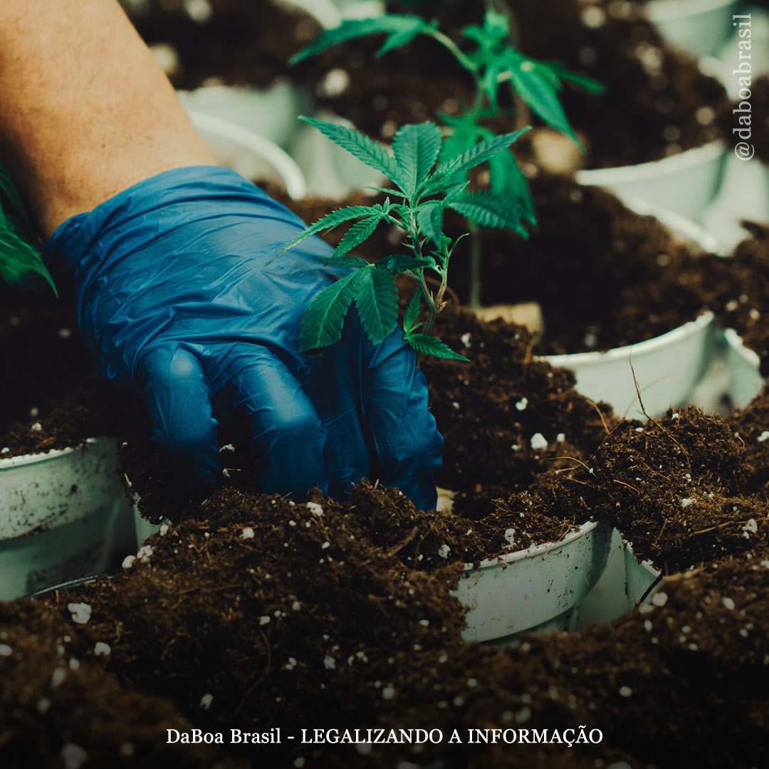 Dicas de cultivo: como obter uma excelente planta com um substrato vivo orgânico reciclado