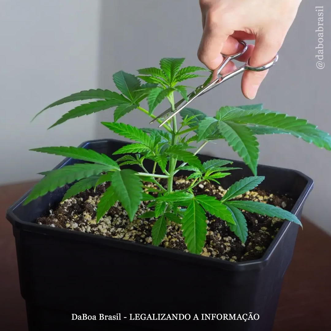 Dicas de cultivo: vale a pena aplicar a poda topping na maconha?