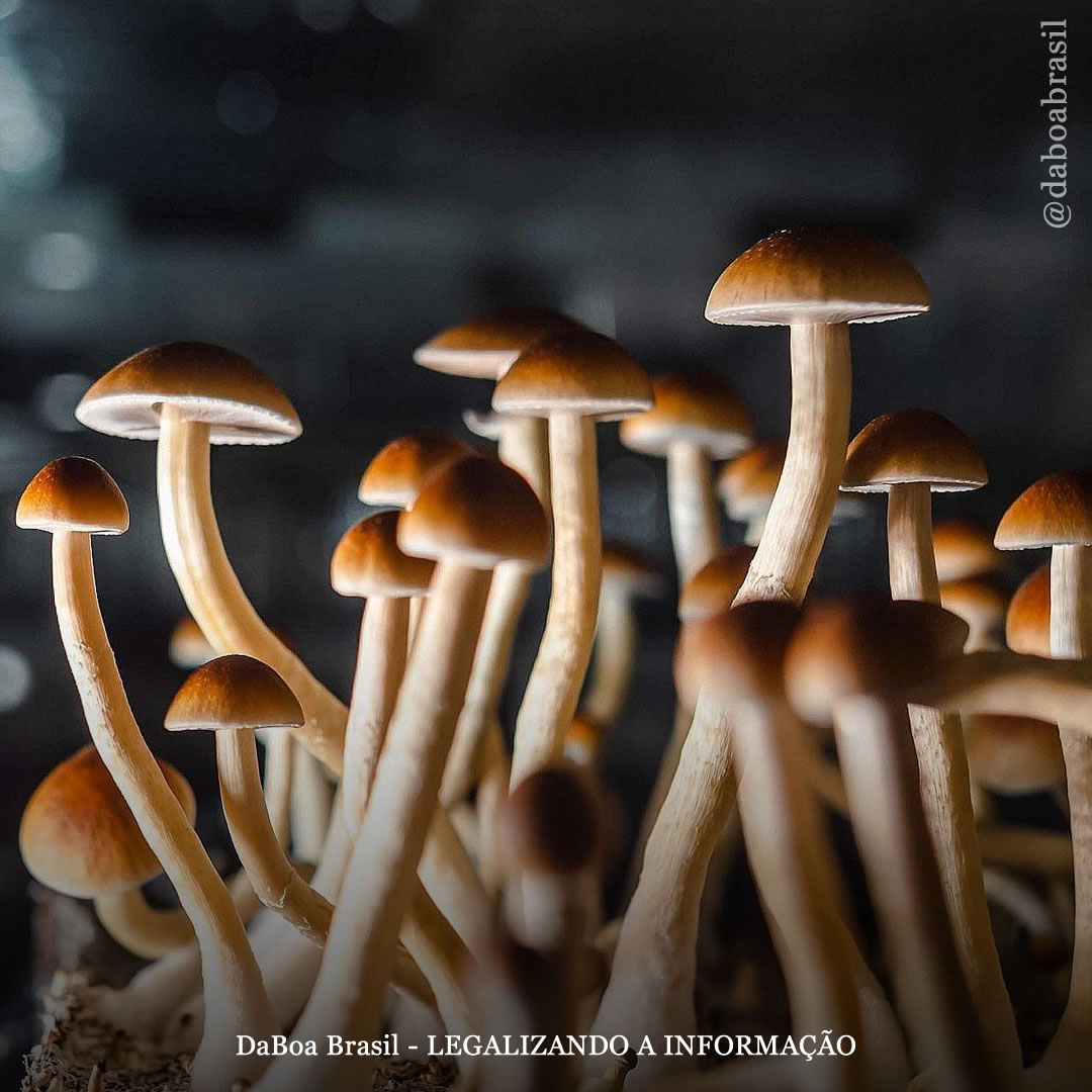 EUA: Governador de Minnesota assina projetos de lei para criar força-tarefa psicodélica e permitir locais seguros para o consumo de drogas