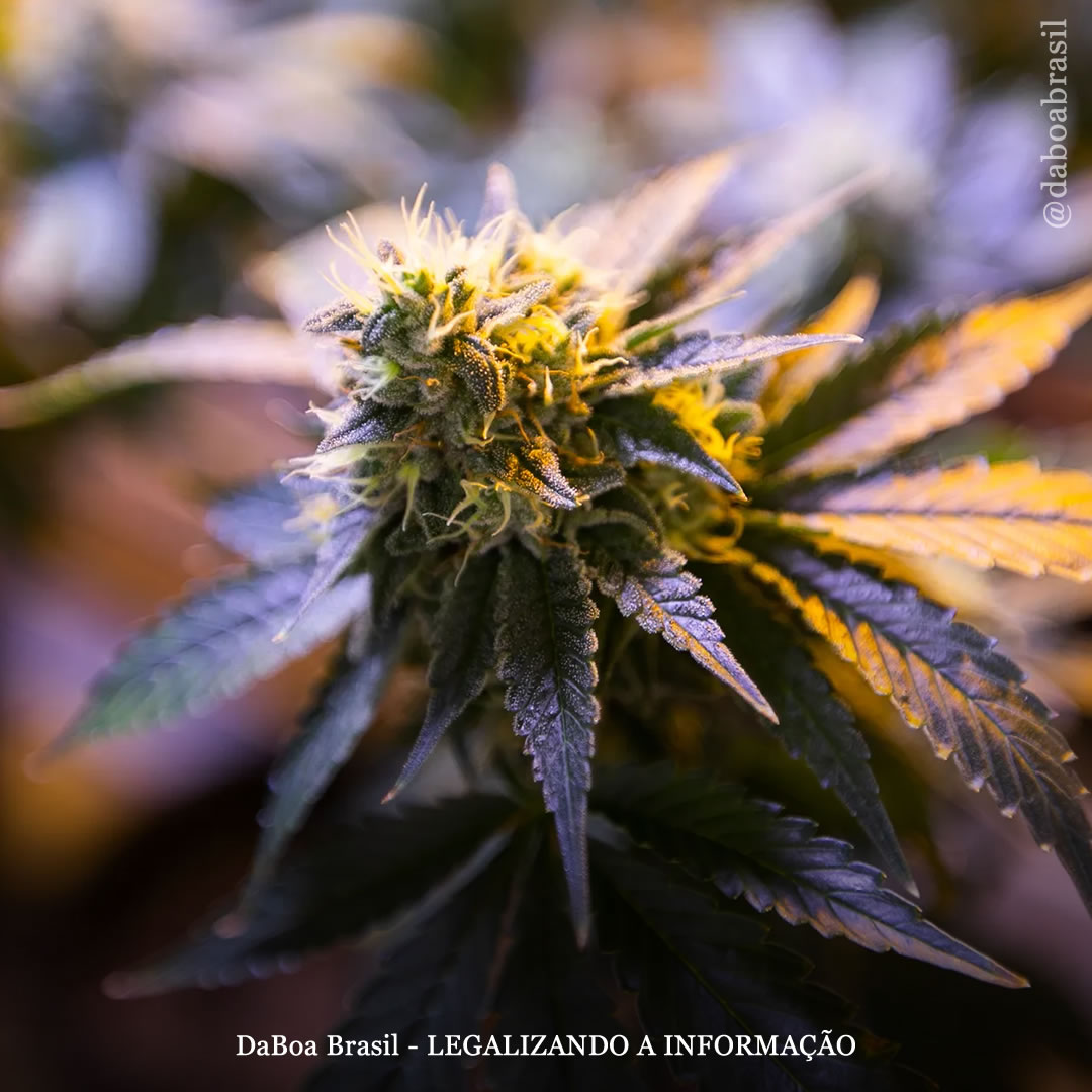 Instituto dos EUA financia estudo sobre os efeitos da maconha no cérebro de pessoas com HIV