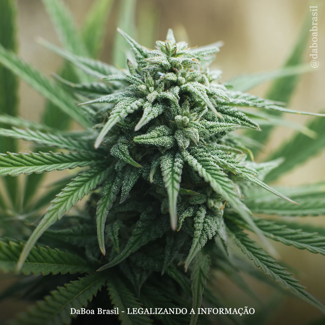 Maconha ajuda pacientes com câncer a pensar com mais clareza e controlar a dor, diz estudo