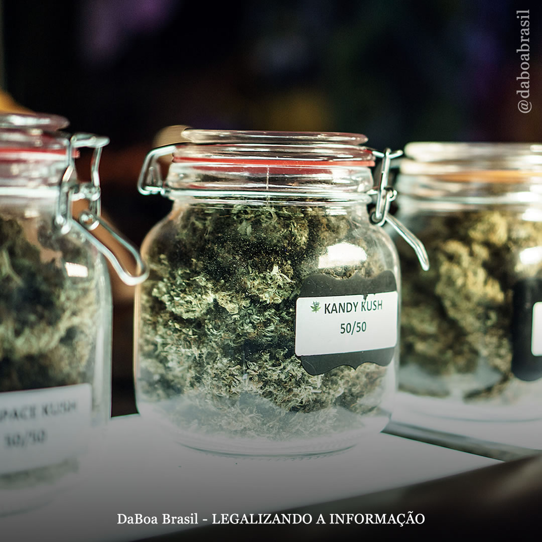 Nova York lançará feira de cultivadores de maconha para atender a alta demanda