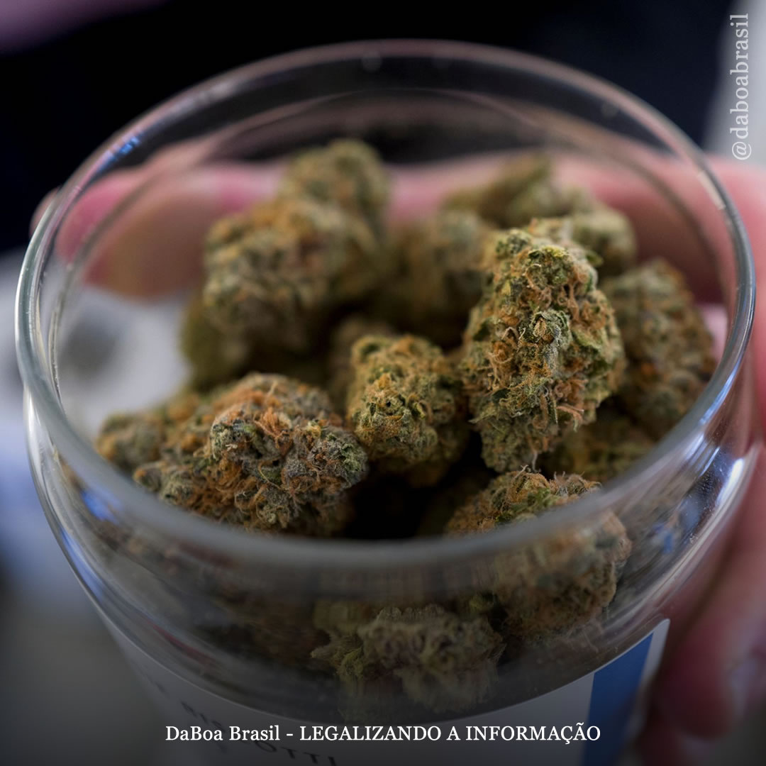 Uso de maconha entre adolescentes está diminuindo em lugares com dispensários legais, mostra estudo