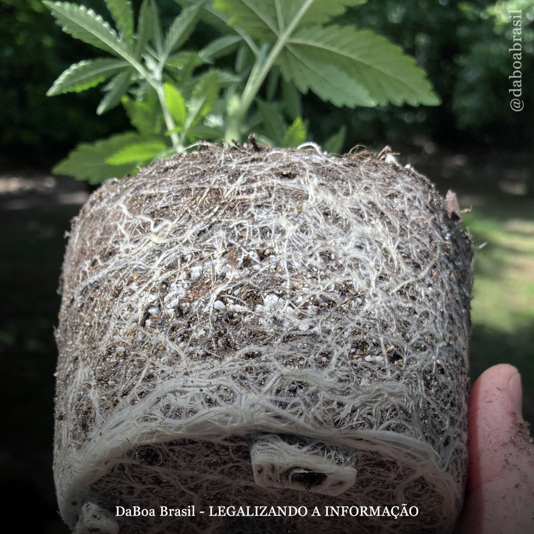 Dicas de cultivo: a utilização de fungos micorrízicos no cultivo de maconha