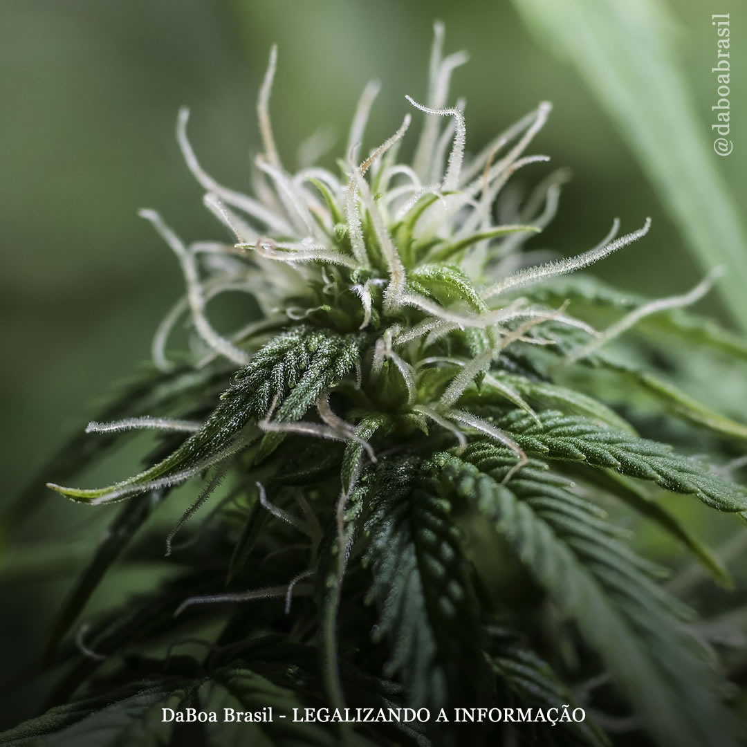 Dicas de cultivo: como forçar a floração em plantas de maconha