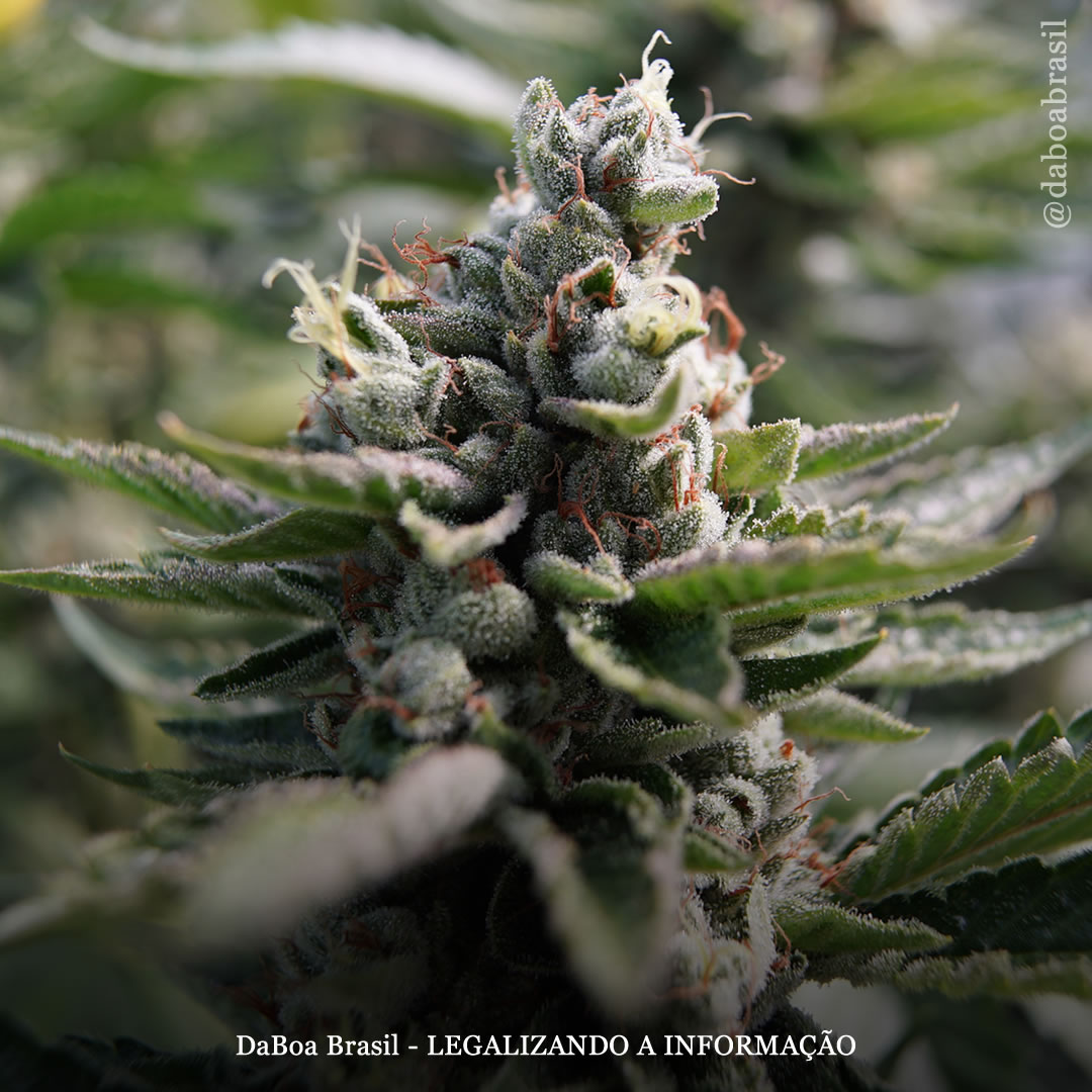 Dicas de cultivo: conselhos para cultivar maconha em climas frios