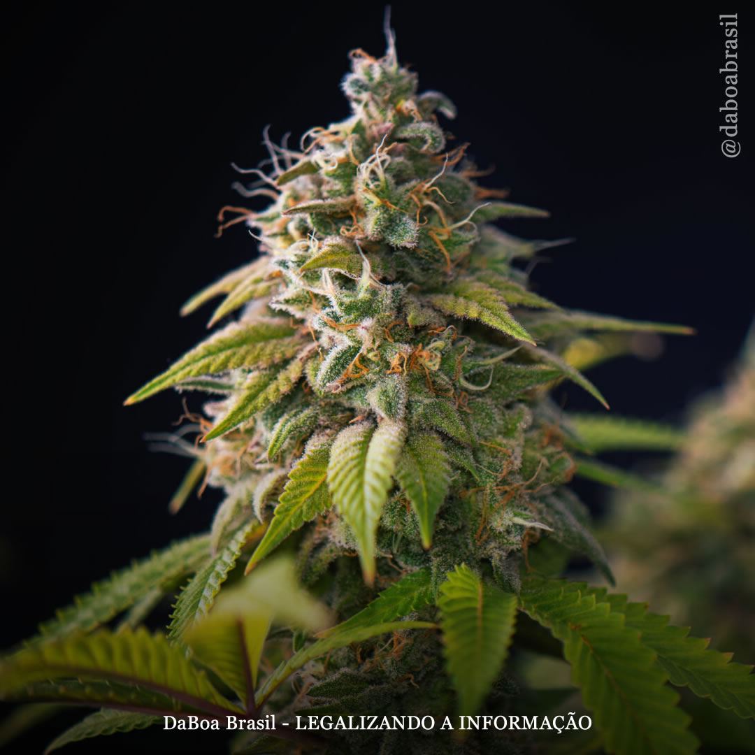 Pacientes com fibromialgia encontram alívio no tratamento com THC, mostra estudo